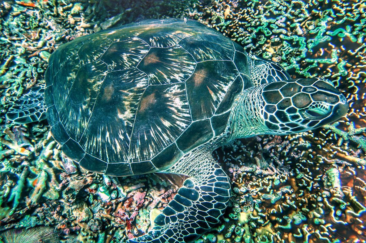 Purple Beach - Maithelia - Gili Air Eksteriør bilde